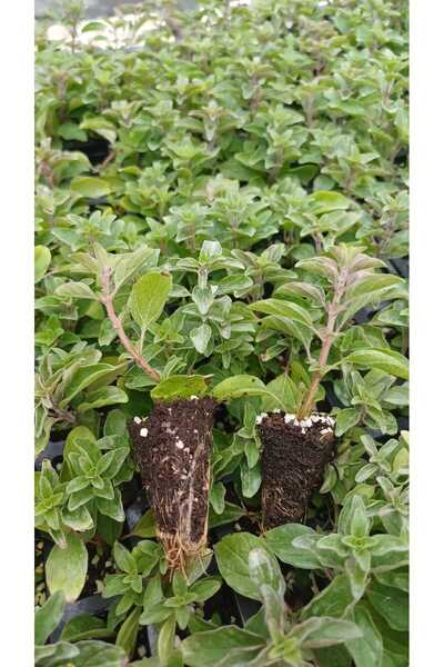 Fideon Sahil Kekik Fidesi | Bahçe ve Saksıya Uygun – 6 Adet