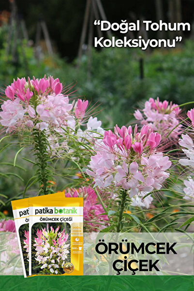 Patika Botanik 50 Adet Örümcek Çiçeği Tohumu