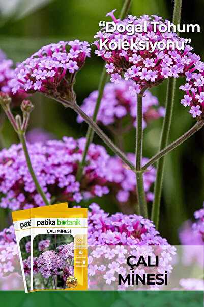 Patika Botanik 100 Adet Çalı Minesi Çiçek Tohumu (Verbena Bonariensis)