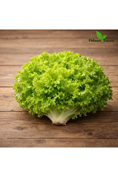 Fideon Salata Yeşillikleri Fidesi Seti | Kıvırcık Marul & Roka | 2’li Set – 1...