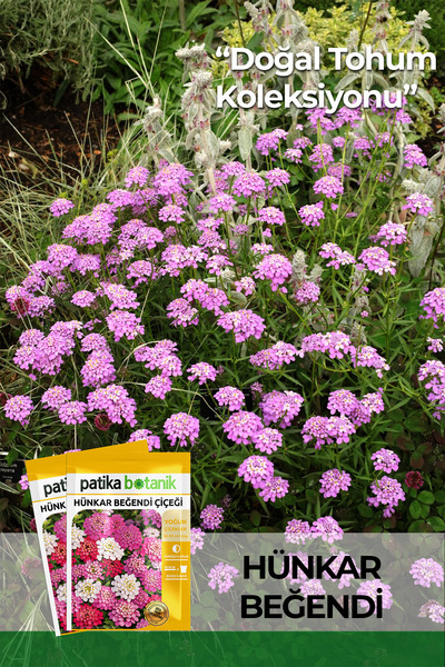 Patika Botanik 100 Adet Hünkar Beğendi Çiçeği Tohumu (İberis Umbellata)