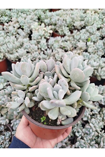 Tunç Botanik PACHYPHYTUM OVİFERUM - BÜYÜK BOY YETİŞKİN SUKULENT