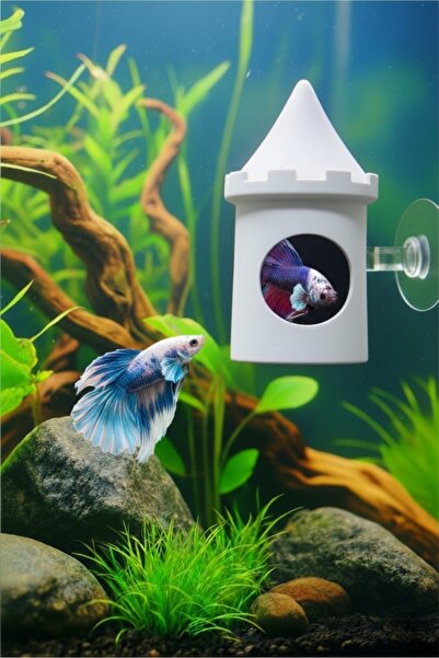 Akvaryum Beta Dinlenme Alanı ( Beyaz ) Beta Balıgı Dinlenme Alanı Erkek ve Di...