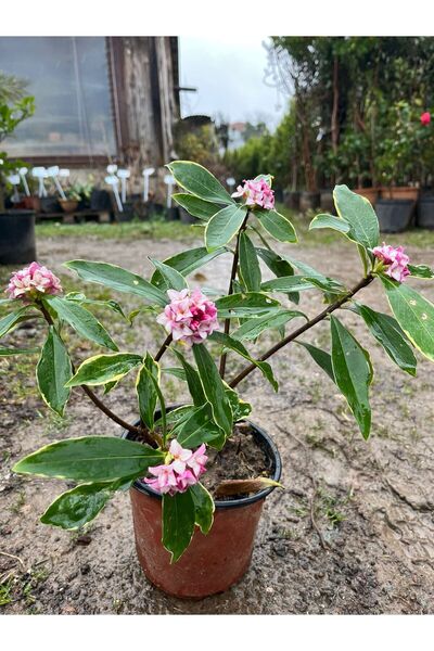 Botanik Market Kafkas Gülü Fidanı parfüm kokulu 3 Yaş 40-50 cm