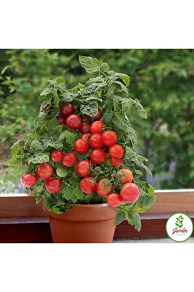 SümerTohum 10 Adet Yerli Doğal Saksılık Cherry Domatesi Tohumu