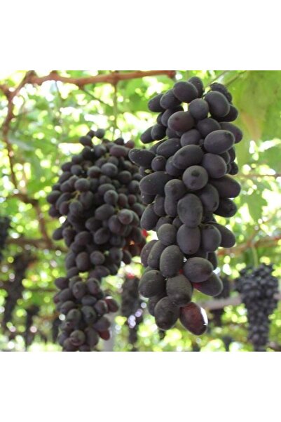 E-fidancim Tüplül Kokulu Özbek Siyahı Soğuklara Dayanıklı Çekirdeksiz Üzüm Fi...