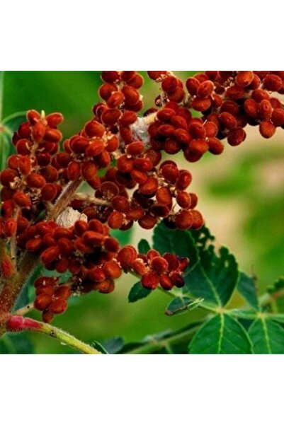 E-fidancim Tüplü Soğuklara Dayanklı Erken Meyve Verebilen Sumak Ağacı Fidanı