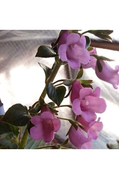 Mutlu Paket Özel X Gloximannia Arion Kohleria Çiçeği Fidesi Kohleria Japon Kü...