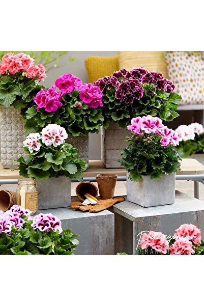 Mutlu Paket Mix Karışık Renkli Sardunya Canan Çiçeği Fidesi (100 Fide)