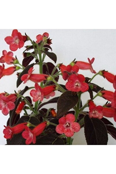 Mutlu Paket Özel Dark Shadow Kohleria Japon Küpelisi Çiçeği Fidesi (Mini Potta)