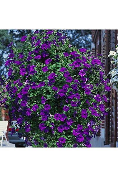 Mutlu Paket Dev Çiçekli Sarkıcı Sarkan Surfinia Blue Petunya Çiçeği Fidesi (1...
