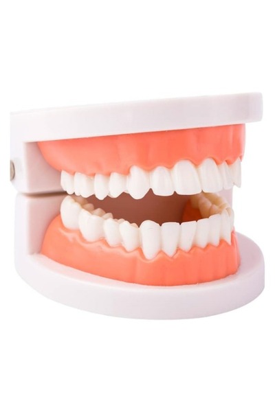 Choice1 A Dental Orthodontic Teeth Model with Colorful Braces Standard Dentur...