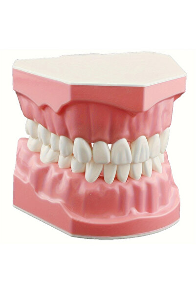 Choice 1Pc Dental Model Oral Care Teaching Demonstration Model Brushing Floss...