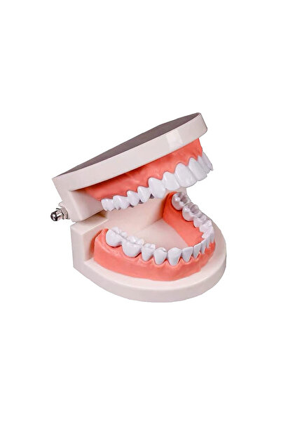 Choice small teeth model 1PC Dental Teeth Model Standard Teaching Study Teeth...