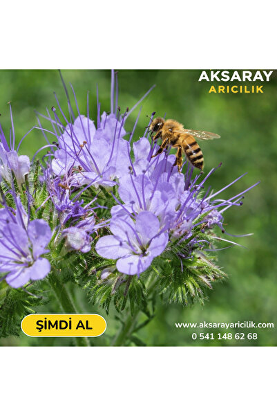 Aksaray Arıcılık 1 KG - Faselya Otu Tohumu (Arı Otu Tohumu)