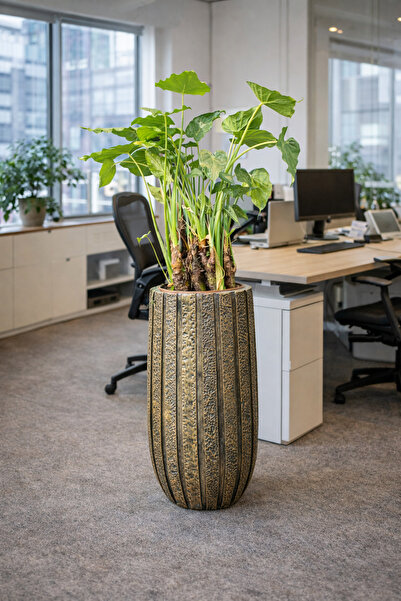 Yades Ofis Serisi Bronz Dekoratif Saksı & Canlı Alocasia (Fil Kulağı) Bitkisi