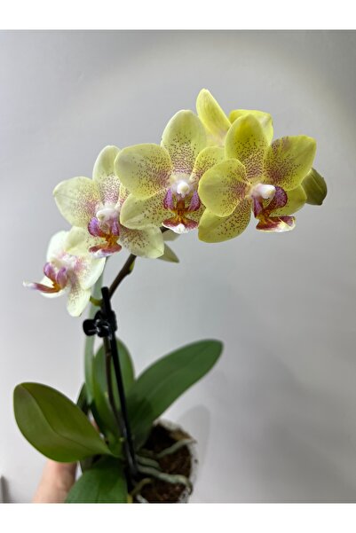 nazlı çiçekçilik Orkide Tek Dal 9luk Potta Sarı Benekli