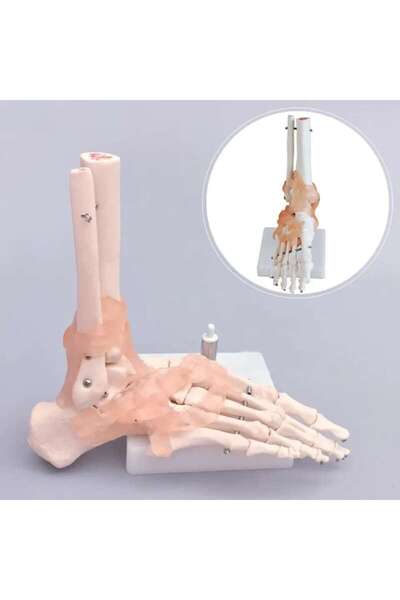 TeTea Ανατομία της άρθρωσης του ανθρώπινου ποδιού, κλίμακα 1:1