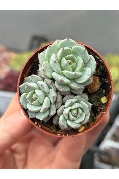 SukuLand Echeveria Alieno kore ithal özel tür sukulent 5,5cm saksıda
