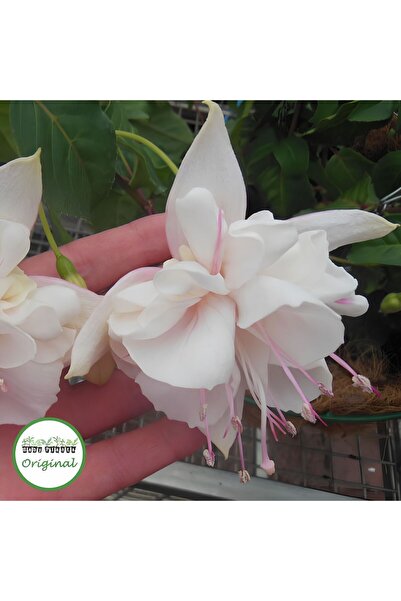 TacirDepo XXL İri Çiçekli White King Beyaz Küpeli Çiçeği Fidesi (1 Adet)