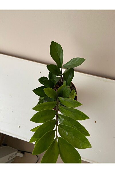 ÇELİK PEYZAJ VE ÇİÇEKÇİLİK zeze çiçeği (zamia)