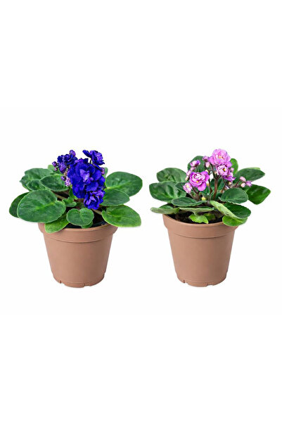 Ernaz Bitki Dünyası Saintpaulia Afrika Menekşesi 2 Adet (Rastgele Renk)