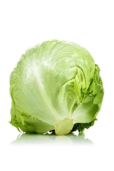 prestijiseed 150 Adet Göbek Marul Tohumu Iceberg Marul Tohumu