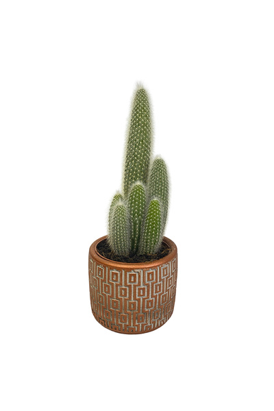 Ernaz Bitki Dünyası Cleistocactus Strausii (Gümüş Mum Kaktüs) Dekoratif Dayan...