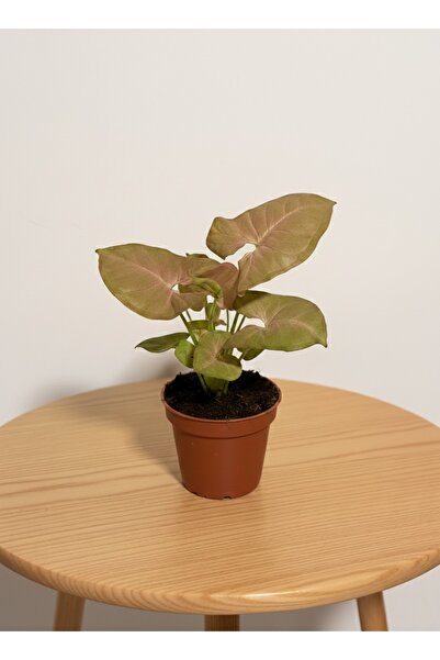 SUKULENTİSTANBUL Syngonium Neon Robusta Pembe Melek Kanadı Çiçeği - İç Mekan ...