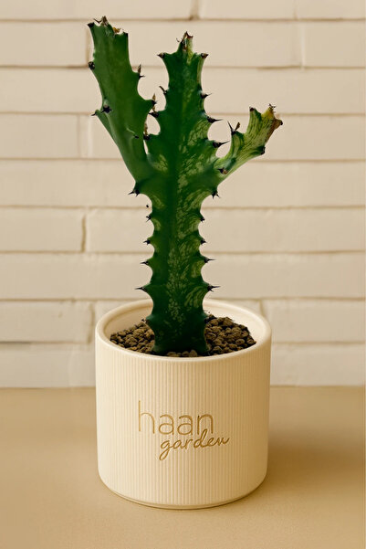 haan garden Euphorbia Lactea