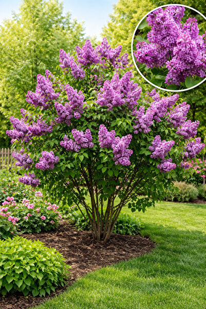 Vasada Mor Çiçekli Leylak Fidanı Syringa Vulgaris Tüplü 50-70 cm