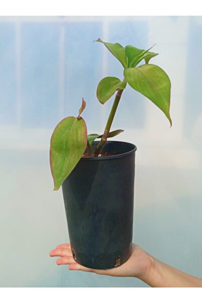 Doğalsan Tarım Ahtapot Çiçeği 2 Adet Dev Telgraf Çiçeği Hava Temizleyen Bitki...