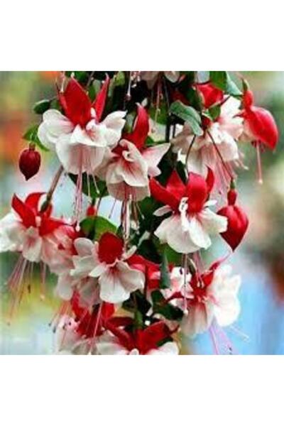 Köy Tohumları 25 Adet Tohum Nadir Beyaz Küpeli Çiçeği Tohumu Beyaz Küpeli Çiç...