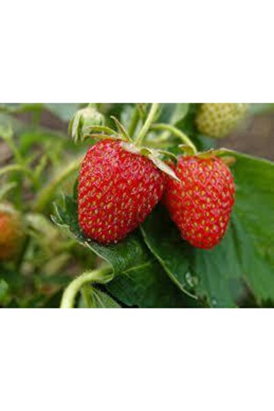 Köy Tohumları 50 Adet Tohum Ithal Nadir Alman Çileği Sırık Çilek Ağacı Tohumu Saksı Toprak Hediyeli