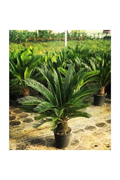 ASES FİDAN Kalın Gövdeli Cycas(sıkas) Yalancı Sagu Palmiyesi 6 Yaş