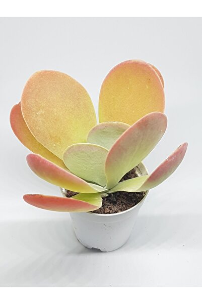 DOĞA BAHÇESİ Kalanchoe Thyrsiflora Sukulent 5,5cm Saksılı