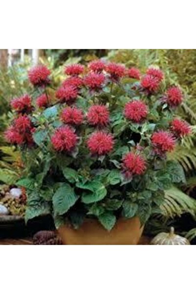 Köy Tohumları 10 Adet Tohum Nadir Bulunan Kırmızı Bergamot Çiçeği Tohumu Saks...