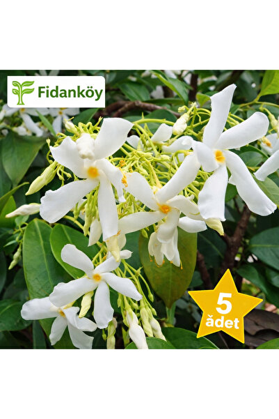 FİDANKÖY Yasemin Fidanı Kokulu tüplü