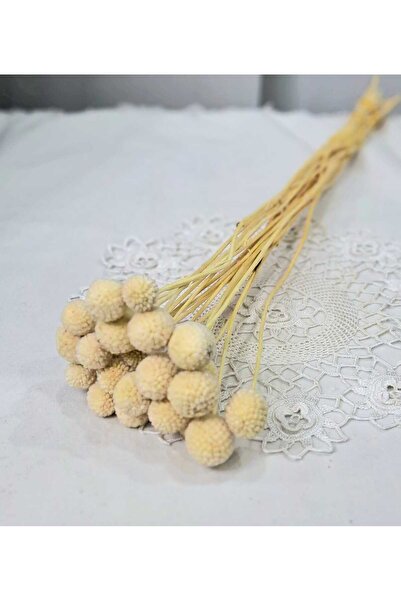 Birlik Krispedya Krem Renk Kuru Çiçek 20 Dal - Dekoratif Doğal Davul Tokmağı