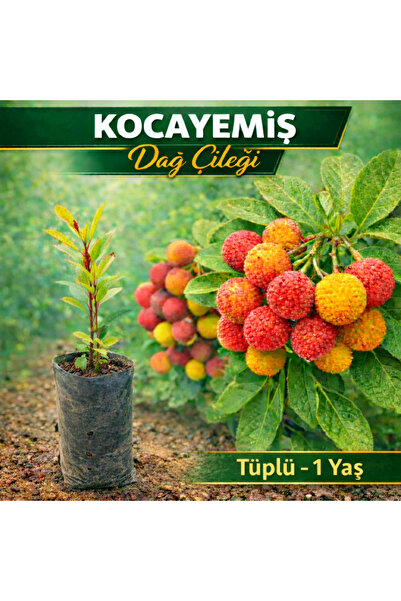 FİDANKÖY Dağ Çileği Kocayemiş Fidanı 1 yaş