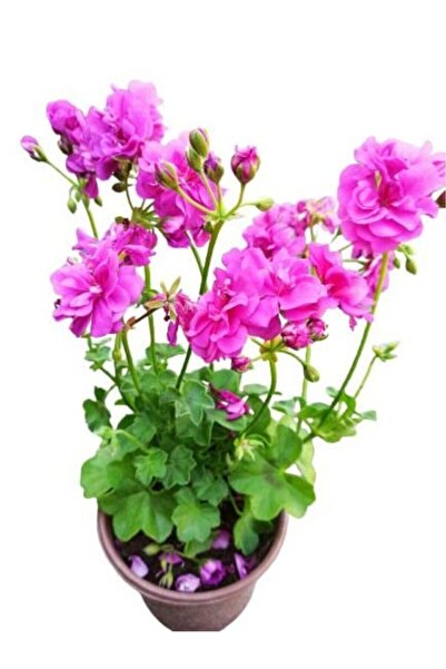 Mimoza Sakız Sardunya Fidanı Fidesi 10-20 cm