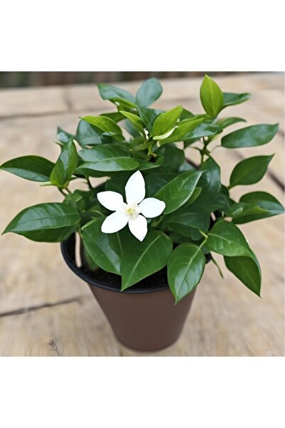 Mimoza Rhyncospermum jasminoides Star Arap Yasemini Fidanı 10-20 cm