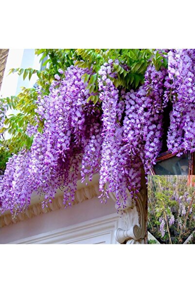 Mimoza Mor Salkım Fidanı Fidesi 10-20 cm