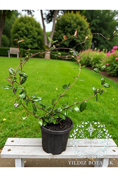 YILDIZ BOTANİK Kokulu Arap Yasemini Sarmaşığı Fidanı 60-70 Cm 1 Saksıda 3 Kök...
