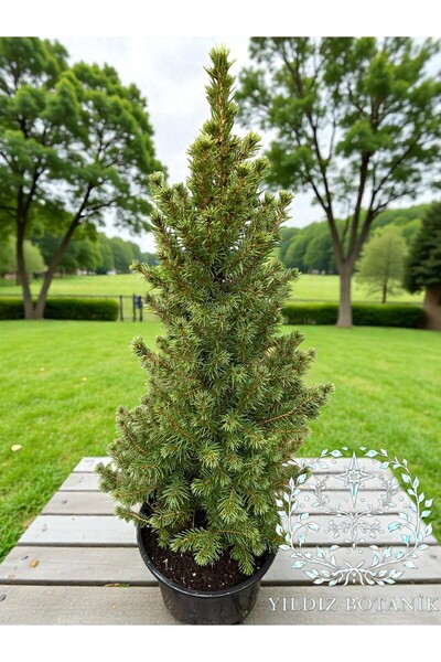 YILDIZ BOTANİK 1 Adet Yeşil Bodur Çam Ağacı Konik Ladin Fidanı Picea Glauca C...