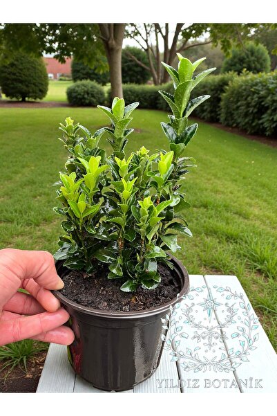 YILDIZ BOTANİK Sütun Taflan Yarı Bodur Çit Bitkisi Roket Şimşir Fidanı Green ...