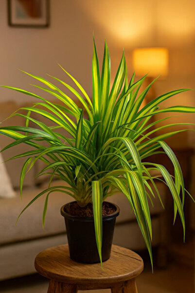 Generic Pandanus Variegated Plants 20-30 CM (Vibrant & Low-Maintenance)