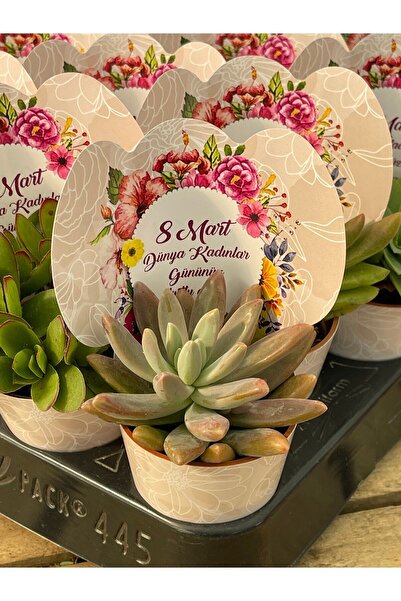 FİDAN PAZARI 8 Mart Kadınlar Günü Sukulent Hediyelik Mix (20 Adet)