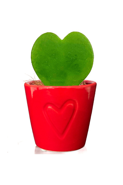 Fidanburada Hoya Kerrii (Kalp Sukulent) Kırmızı Kalpli Saksılı