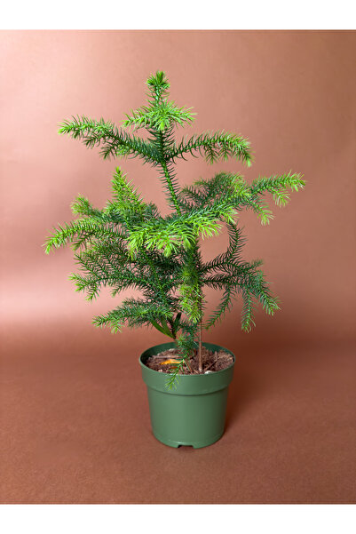 KUK PEYZAJ Ofis Çamı (Araucaria heterophylla) – 34 cm – Kompakt Dikey Form
